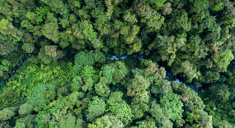 Ruanda Nyungwe Nationalpark Regenwald von oben Visit Rwanda